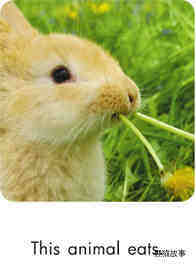 Animal Adventures绘本故事第3页