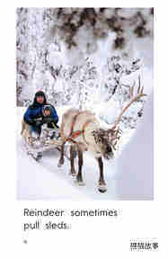 Reindeer Are Real绘本故事第4页