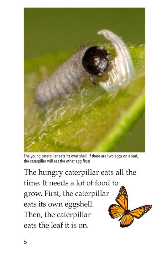 The Butterfly Life Cycle绘本故事第5页