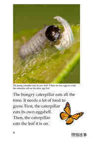 The Butterfly Life Cycle绘本故事第5页