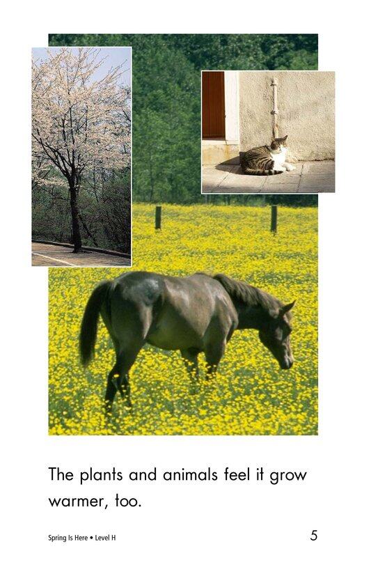 Spring Is Here绘本故事第4页