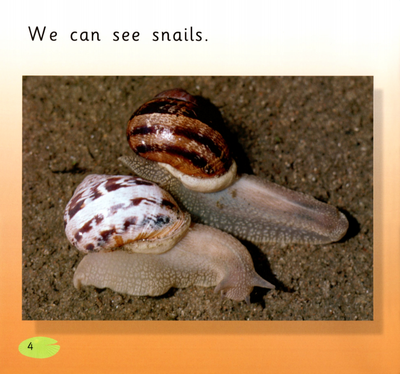 The Pond绘本故事第4页