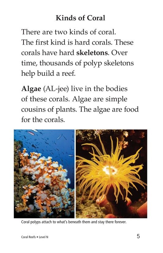 Coral Reefs绘本故事第4页