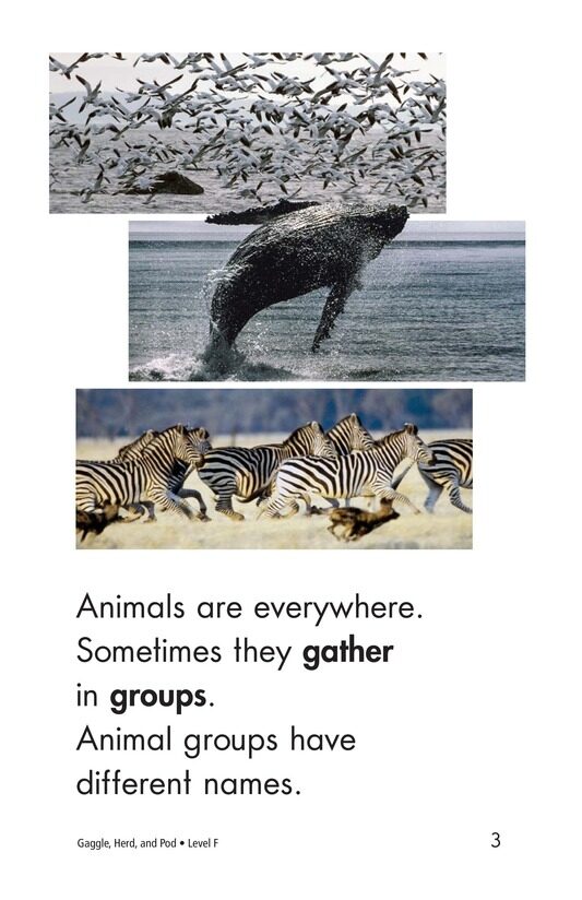 Gaggle,Herd,and Murder绘本故事第3页