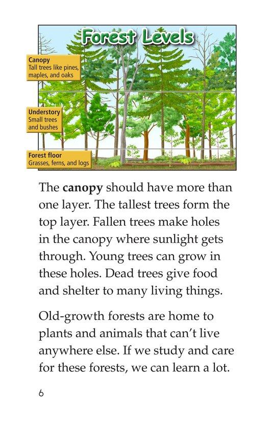 Woods of Wonder绘本故事第5页