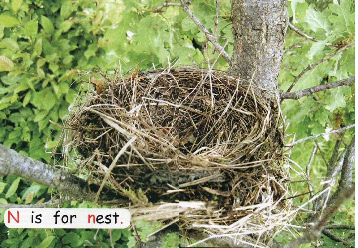 bird life绘本故事第3页