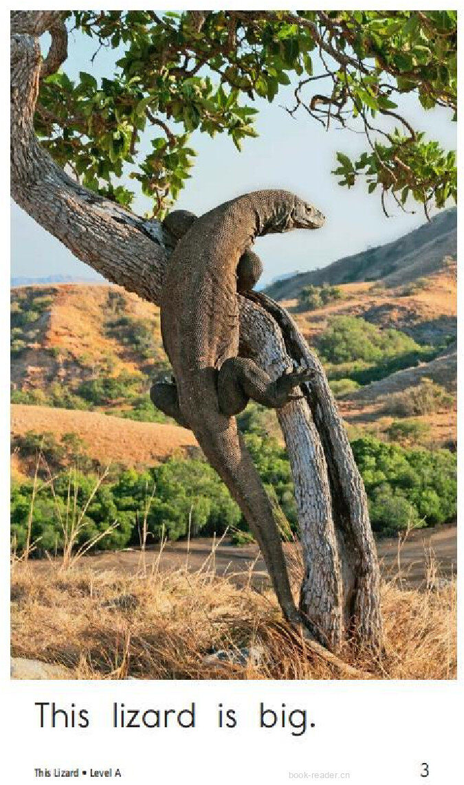 This Lizard绘本故事第3页