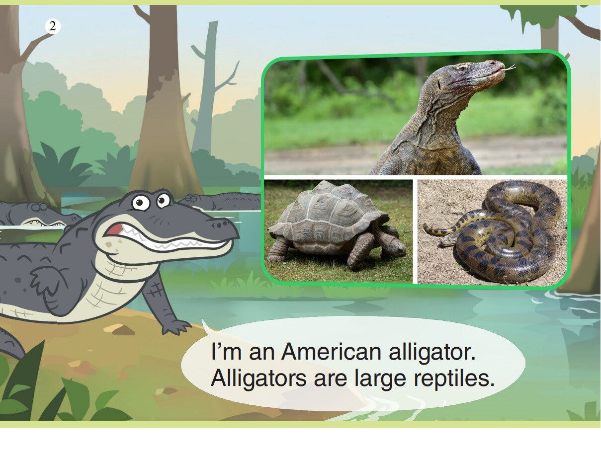 American Alligator绘本故事第3页