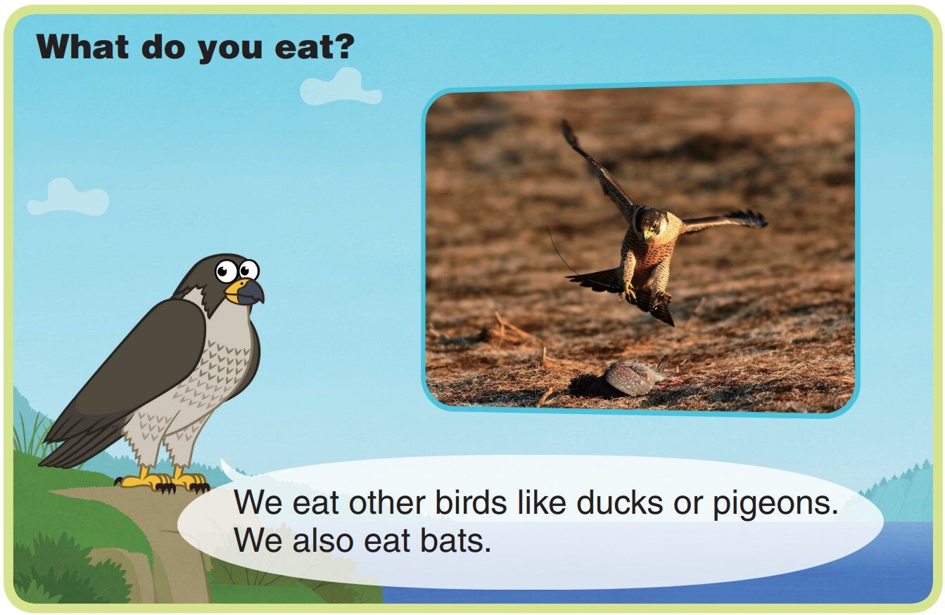 Peregrine Falcon绘本故事第5页