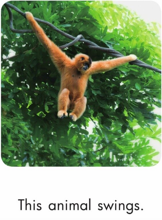 Animal Adventures绘本故事第4页