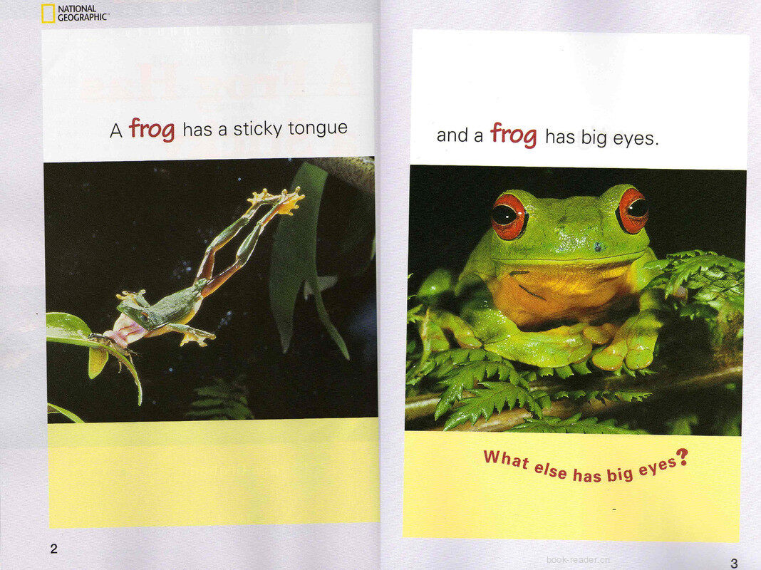 A Frog Has a Sticky Tongue绘本故事第3页