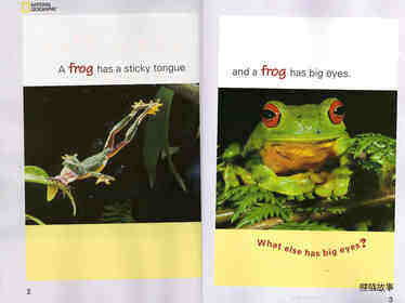 A Frog Has a Sticky Tongue绘本故事第3页