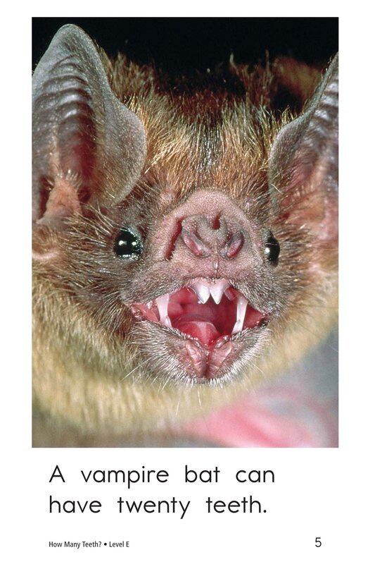 How Many Teeth绘本故事第5页