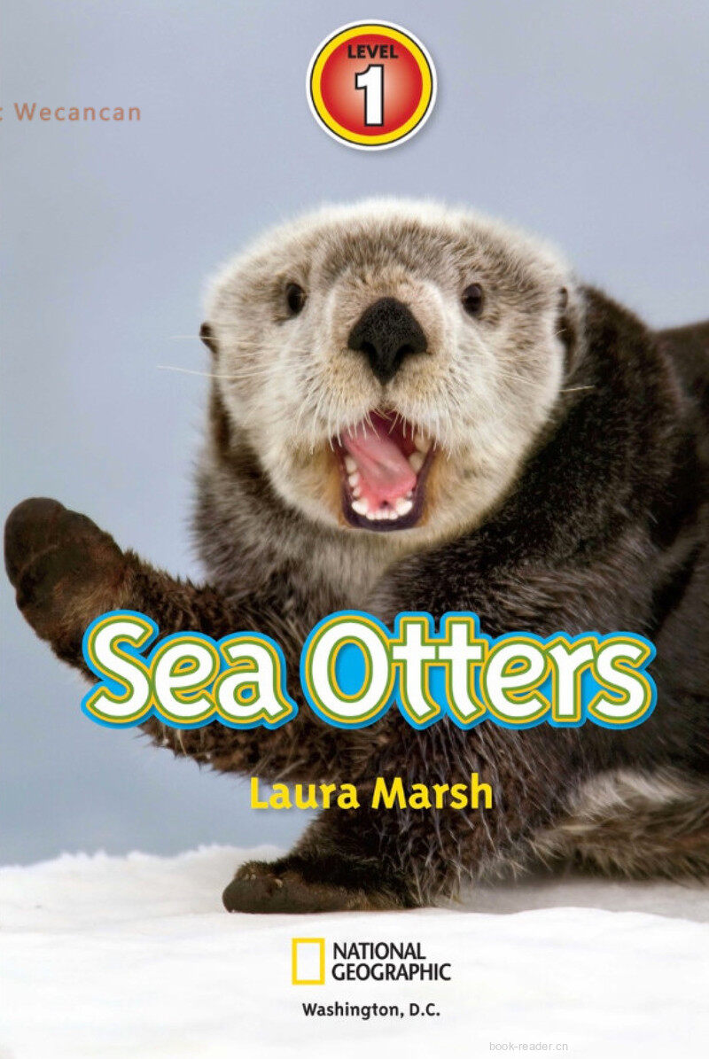 Sea Otters