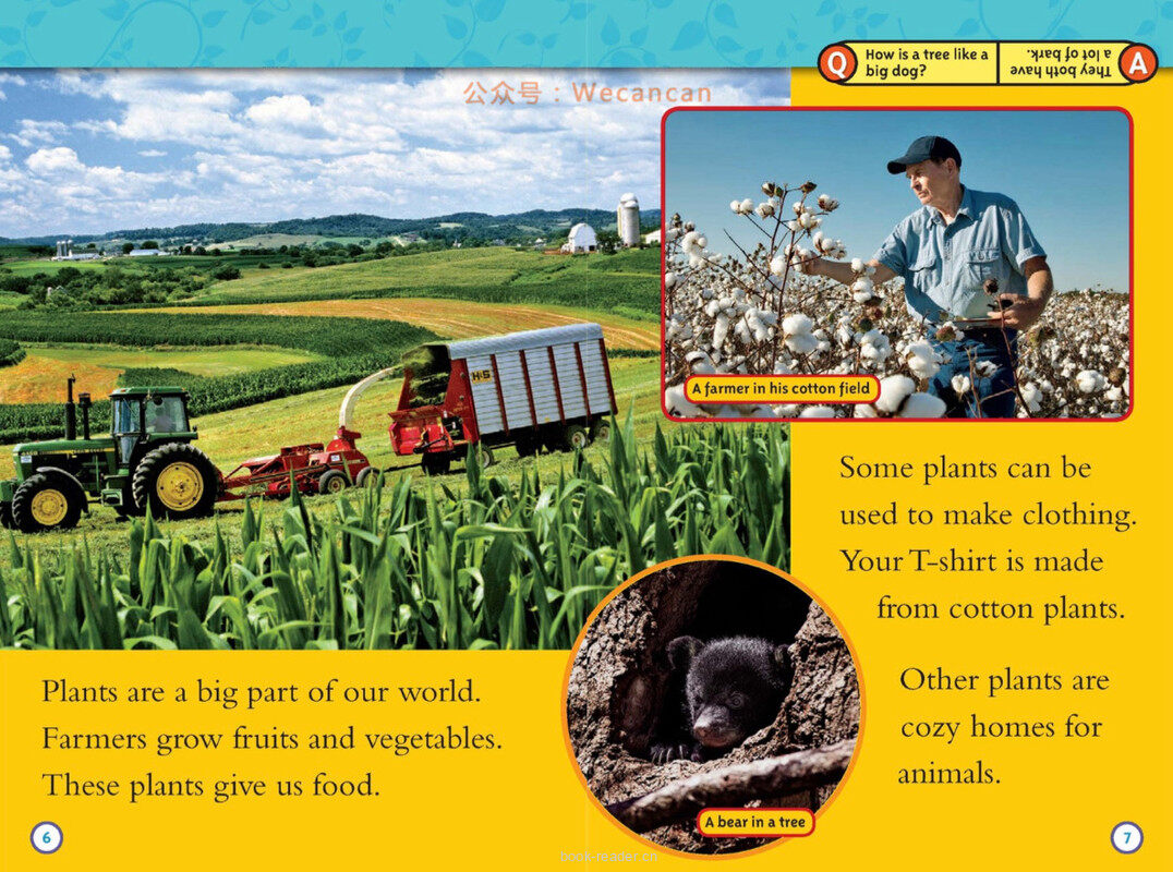 Seed to Plant绘本故事第4页