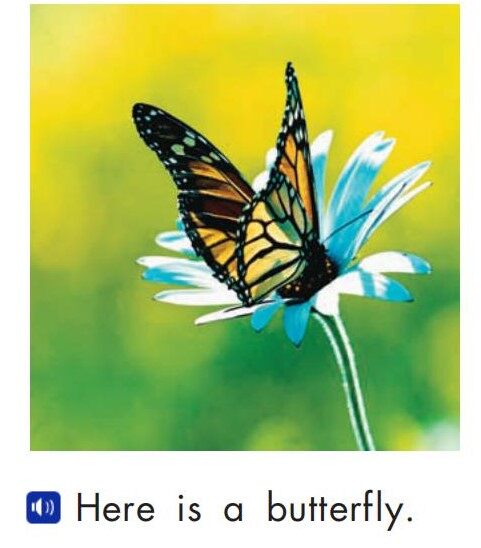 Neighborhood animals绘本故事第5页