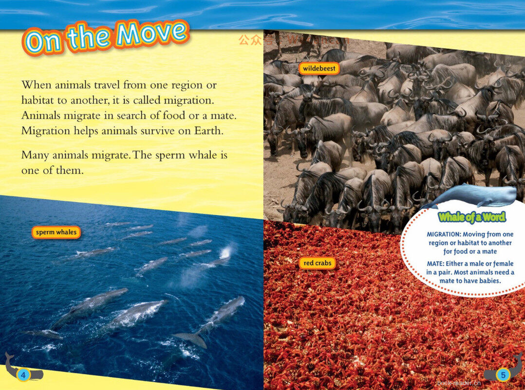 Whales绘本故事第3页