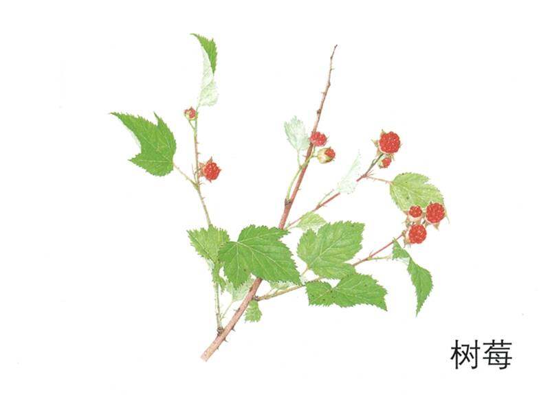 谁来陪我一起吃绘本故事第3页