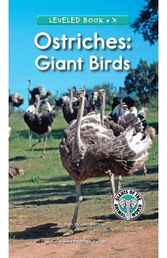 Ostriches Giant Birds绘本故事第2页