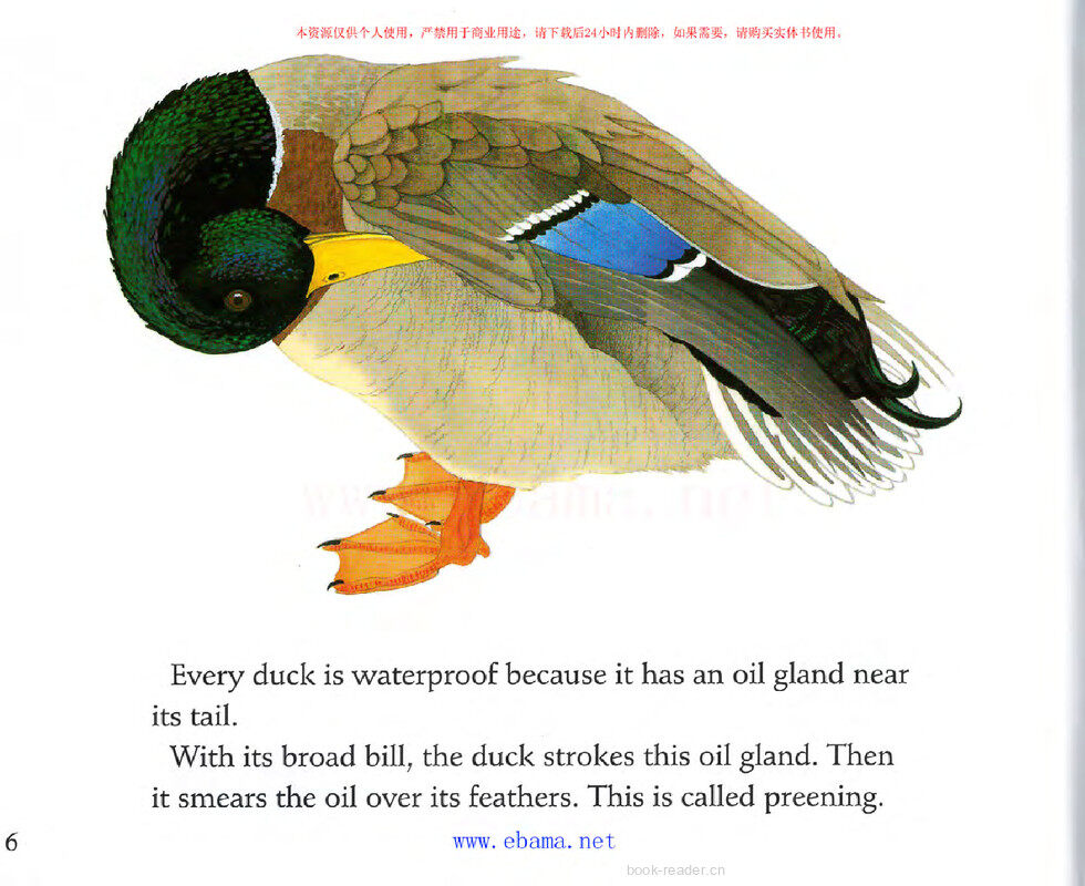Ducks Do not Get  Wet绘本故事第5页