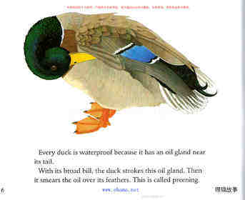Ducks Do not Get  Wet绘本故事第5页