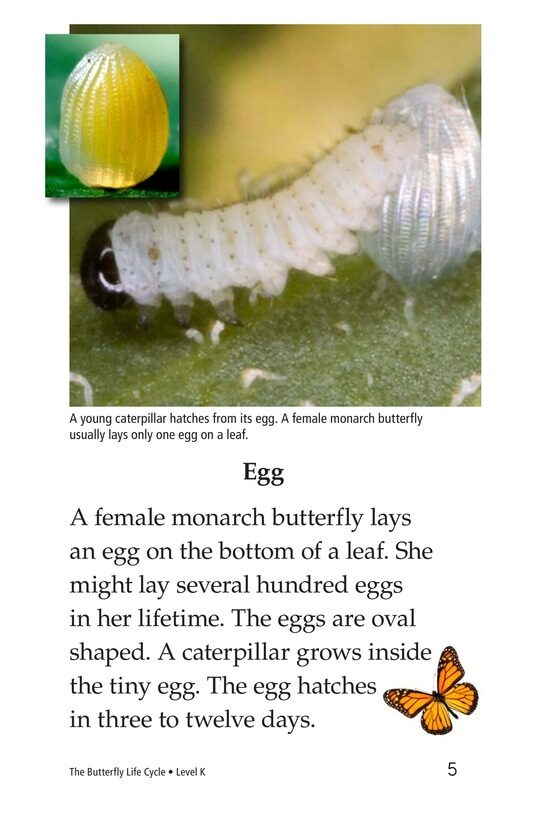 The Butterfly Life Cycle绘本故事第4页