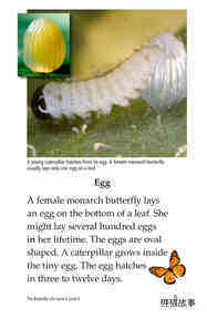The Butterfly Life Cycle绘本故事第4页
