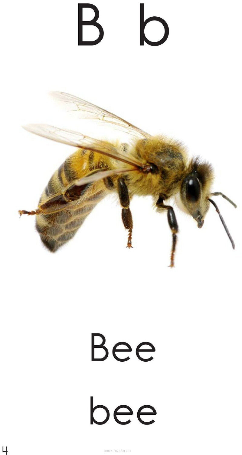 Letter B绘本故事第4页