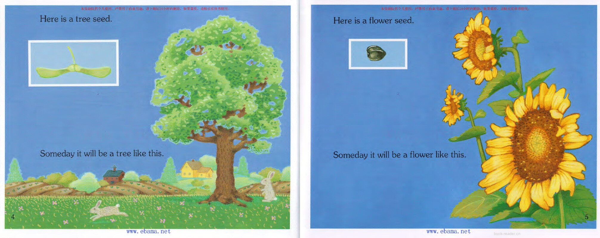 How a Seed Grows绘本故事第4页