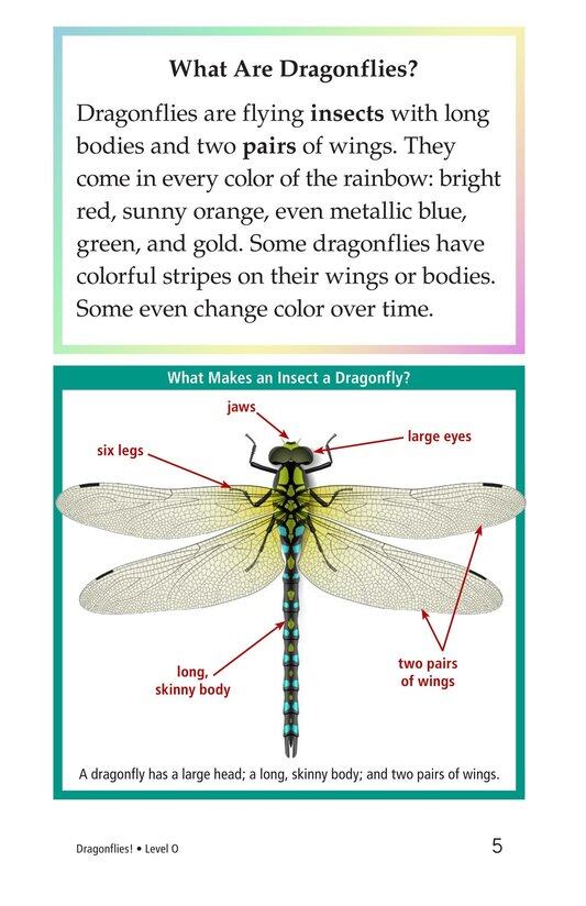 Dragonflies!绘本故事第4页