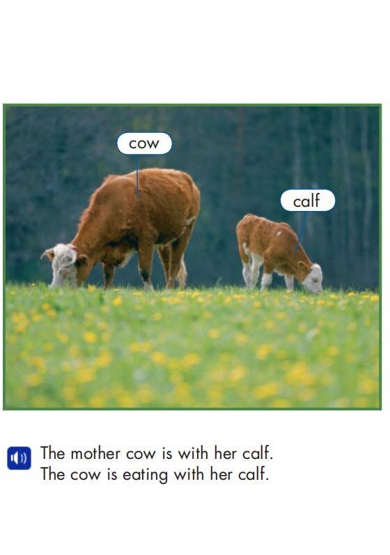 Animal Babies绘本故事第4页