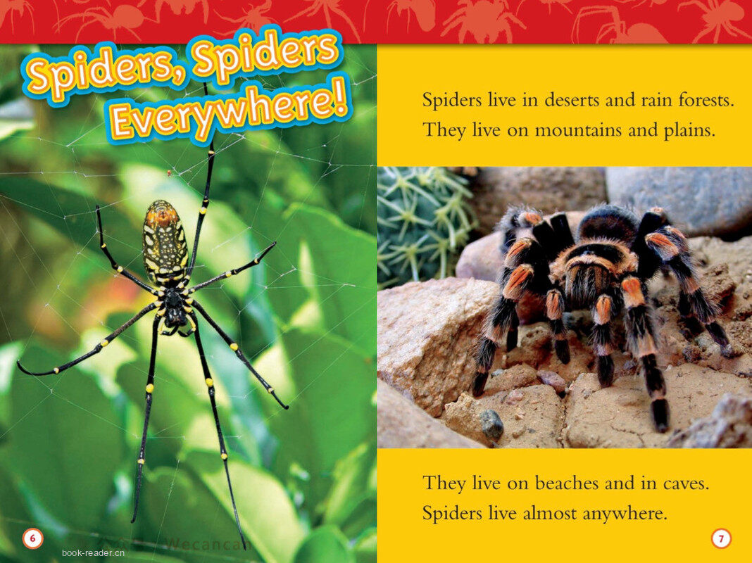 Spiders绘本故事第4页