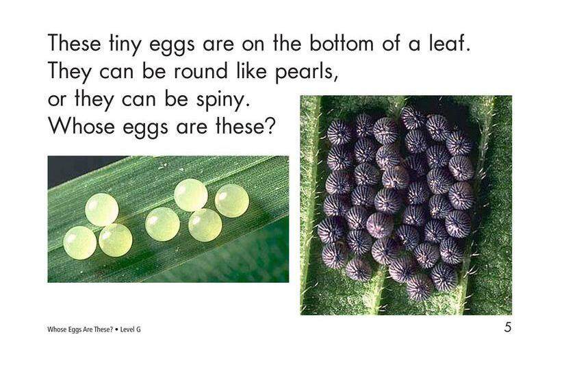 Whose Eggs Are These绘本故事第5页