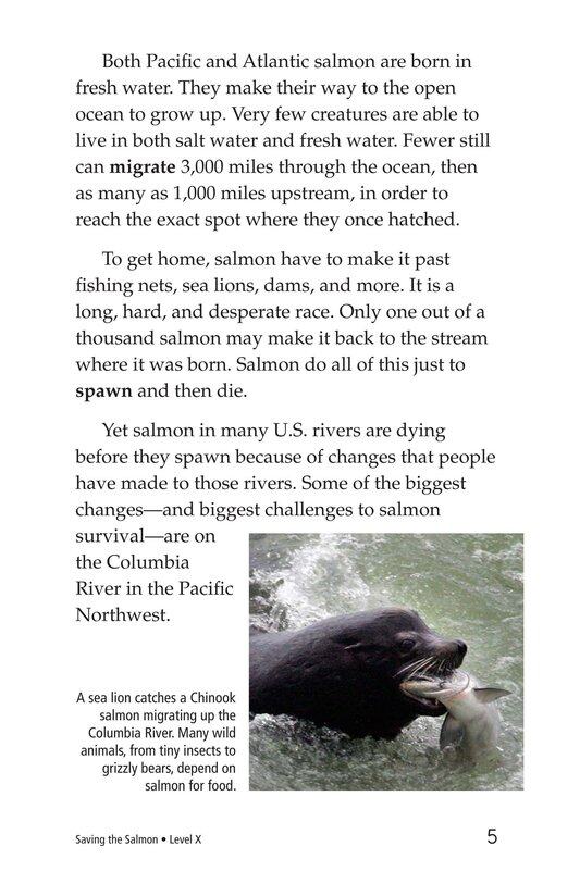 Saving the Salmon绘本故事第4页