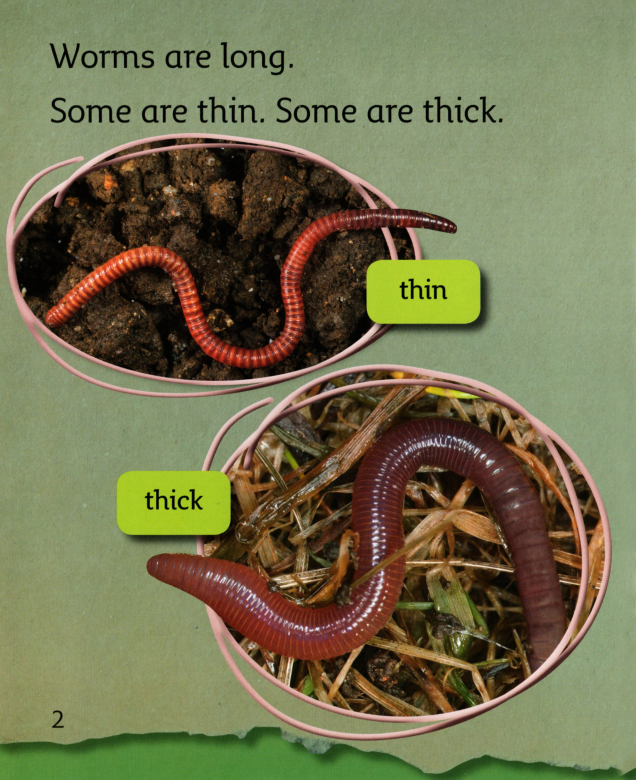 My Pet Worm绘本故事第3页