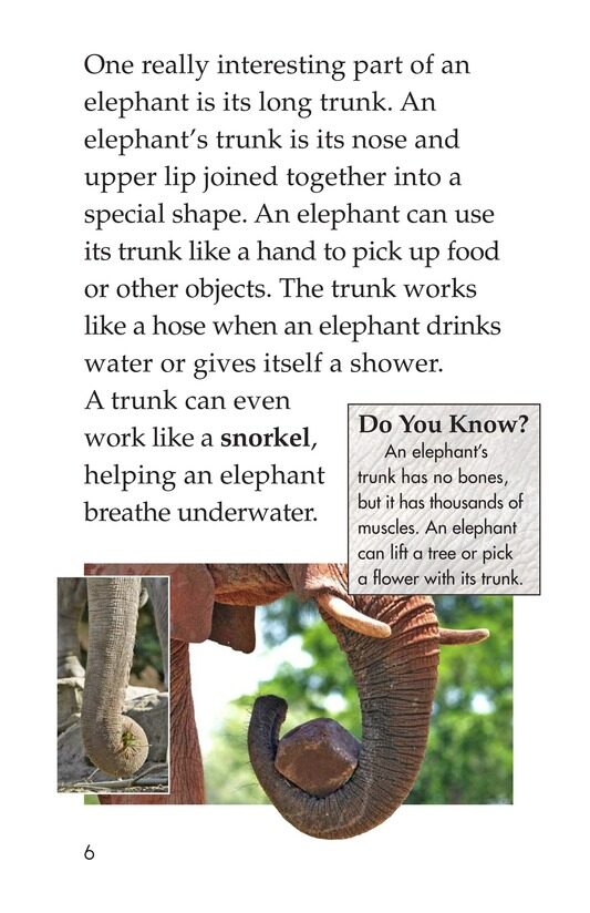 Elephants绘本故事第5页