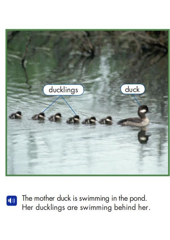 Animal Babies绘本故事第5页