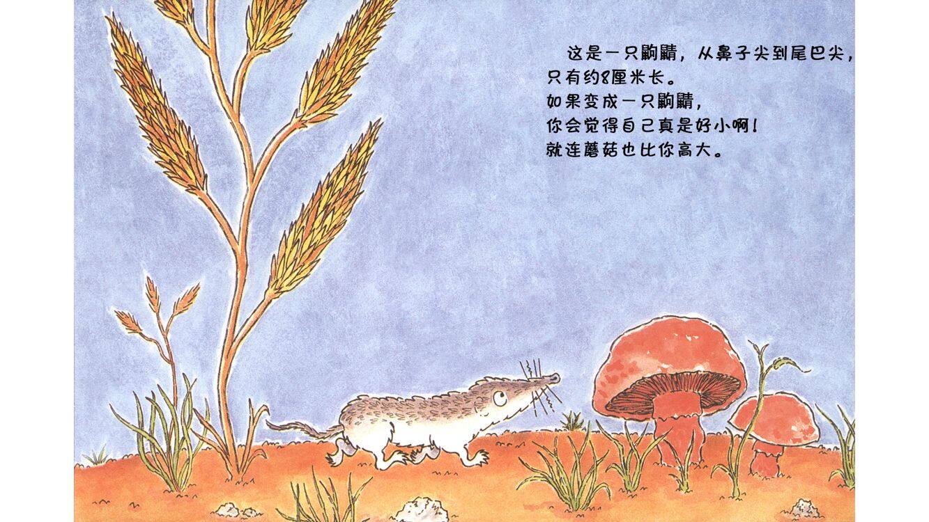 还有什么比鼩鼱更小吗？绘本故事第4页