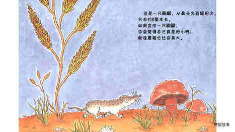 还有什么比鼩鼱更小吗？绘本故事第4页