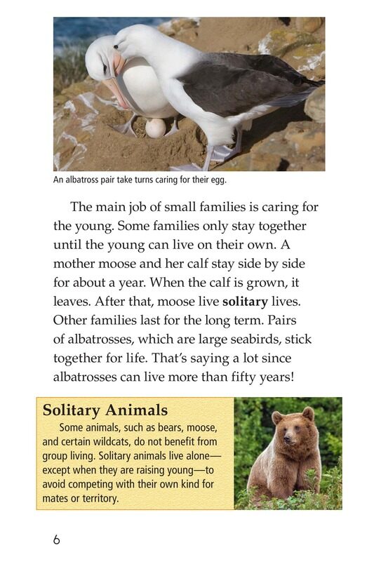 Animal Groups Strength in Numbers绘本故事第5页