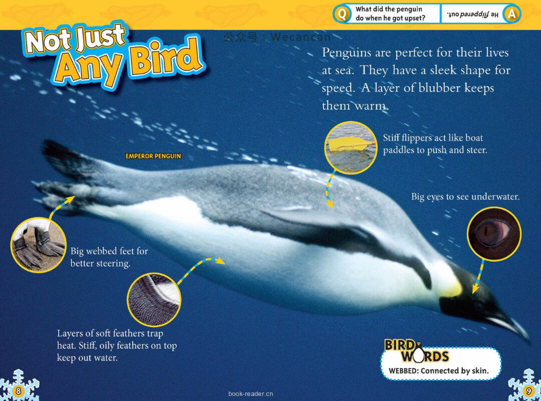 Penguins绘本故事第5页