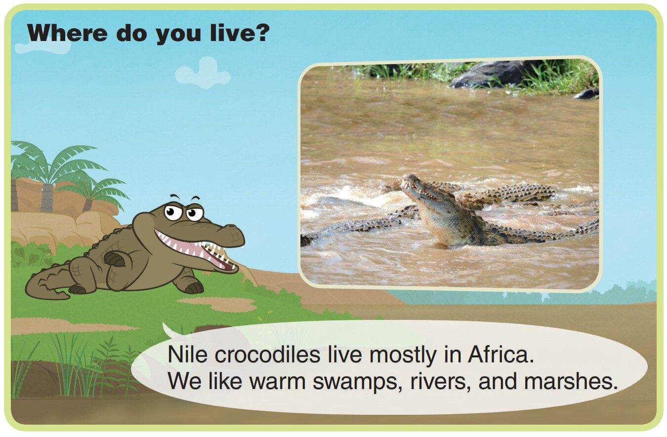 Nile Crocodile绘本故事第4页