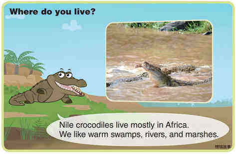 Nile Crocodile绘本故事第4页