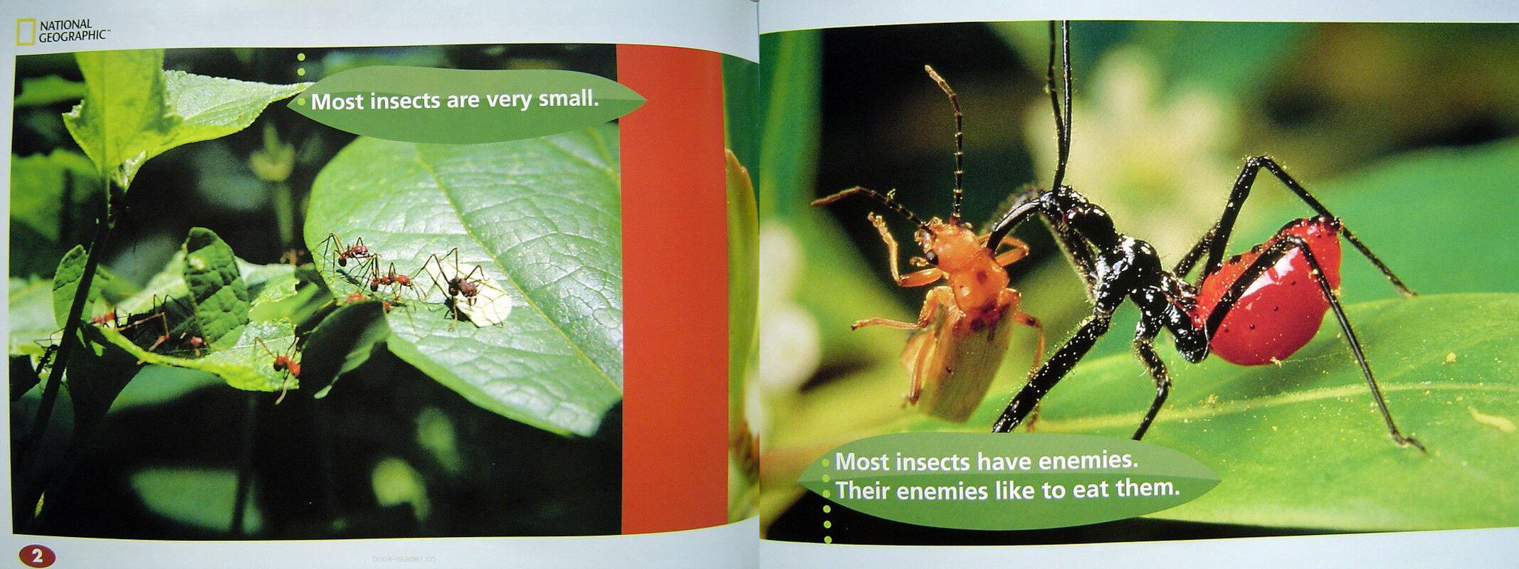 Can You See An Insect绘本故事第3页