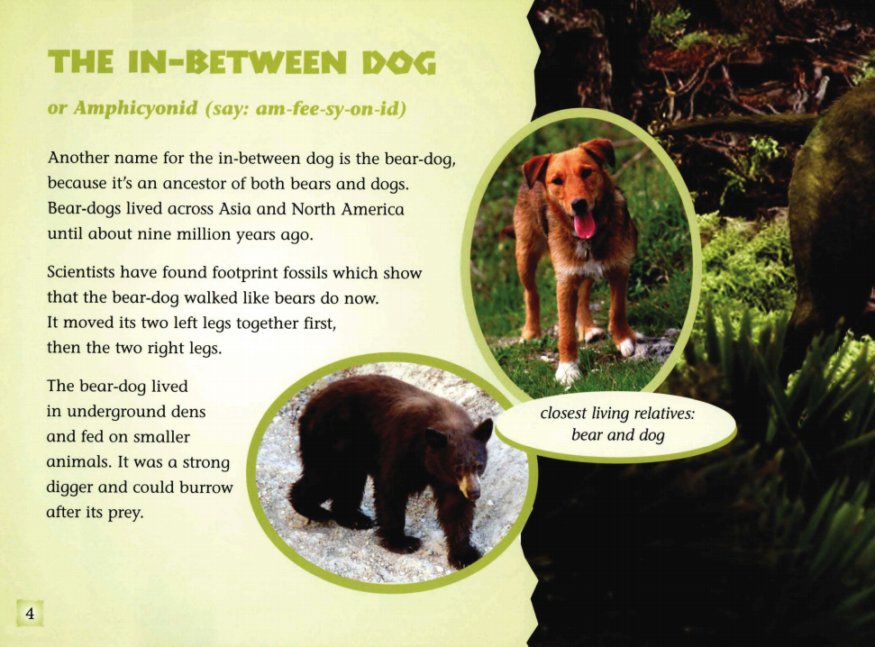 ANIMAL ANCESTORS绘本故事第5页