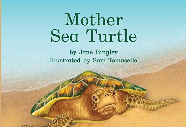 Mother Sea Turtle绘本故事第2页