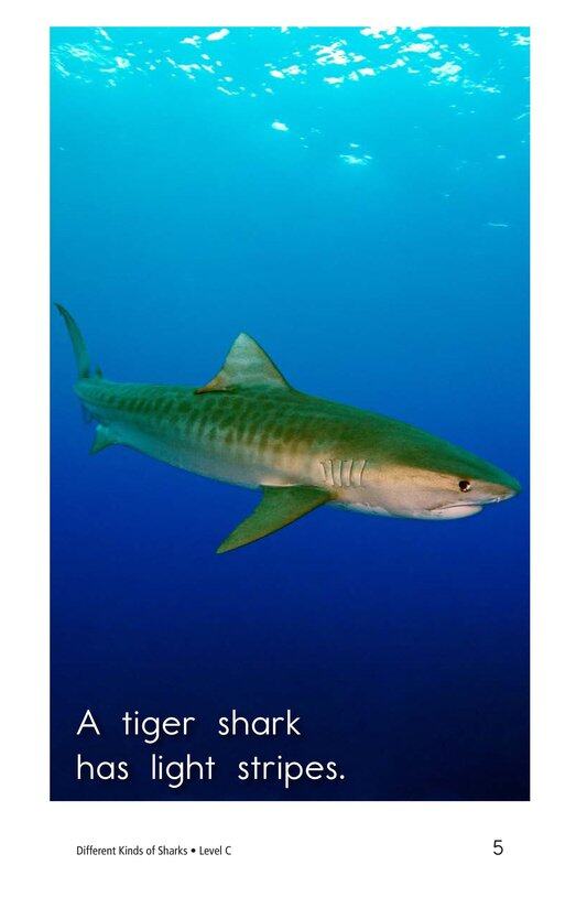 Different Kinds of Sharks绘本故事第5页