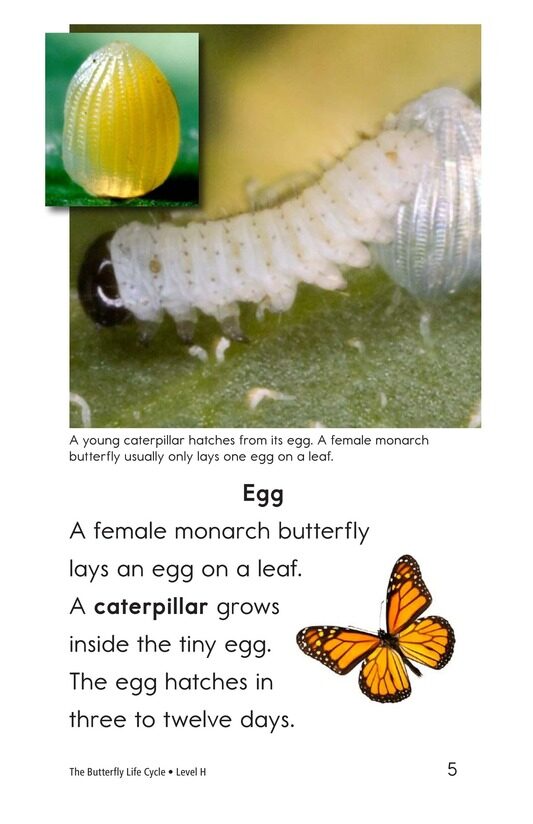 The Butterfly Life Cycle绘本故事第4页