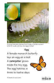 The Butterfly Life Cycle绘本故事第4页
