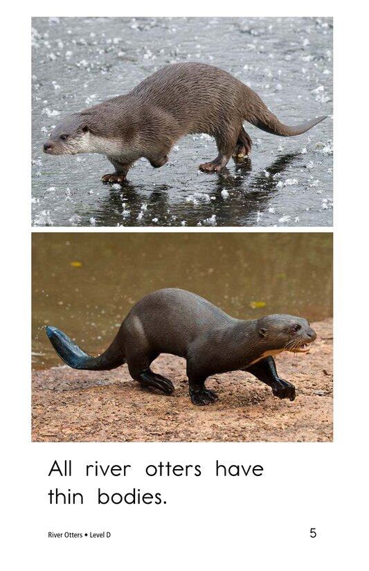 River Otters绘本故事第5页